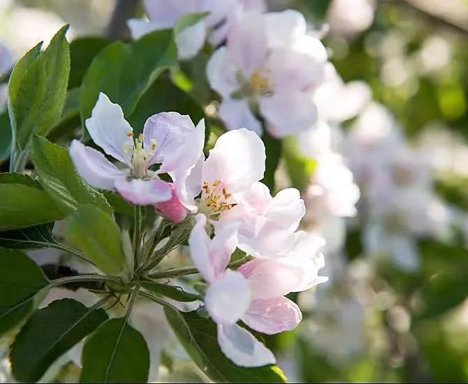 Apfelblüte im Frühling