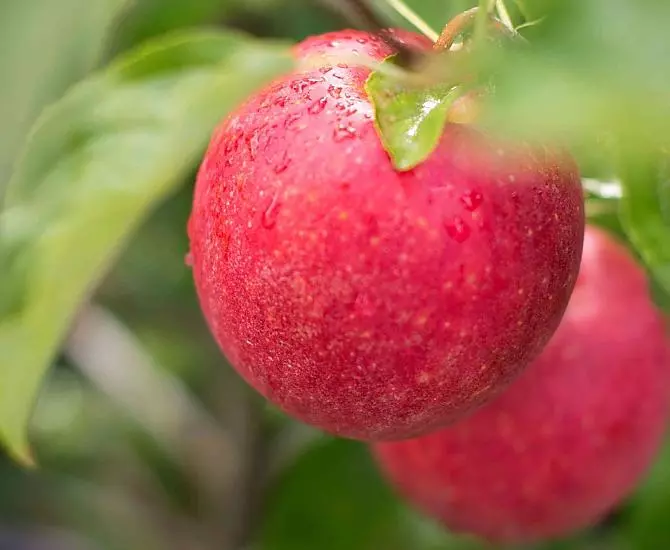 Apfeltraum im Herbst