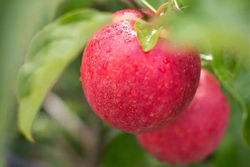 Apfeltraum im Herbst