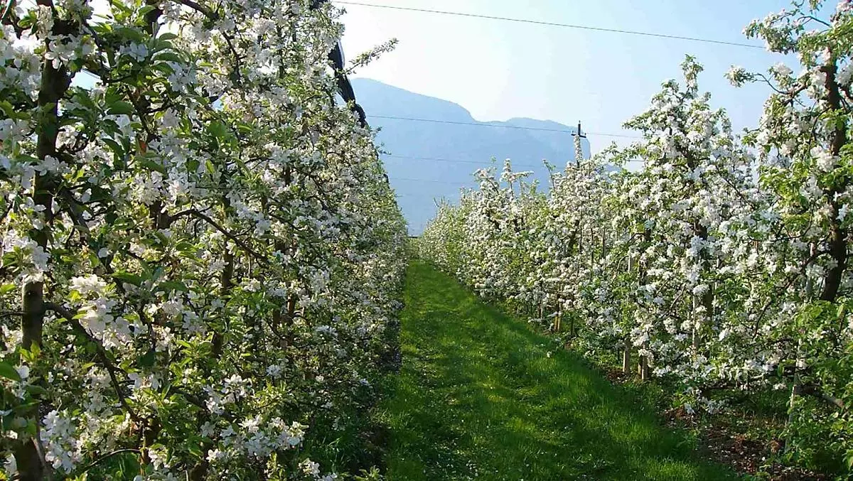 Vollblüte bei den Apfelbäumen
