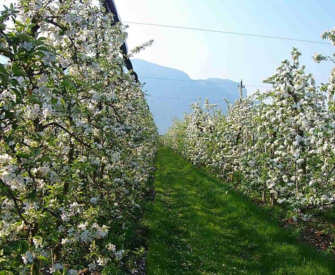 Vollblüte bei den Apfelbäumen