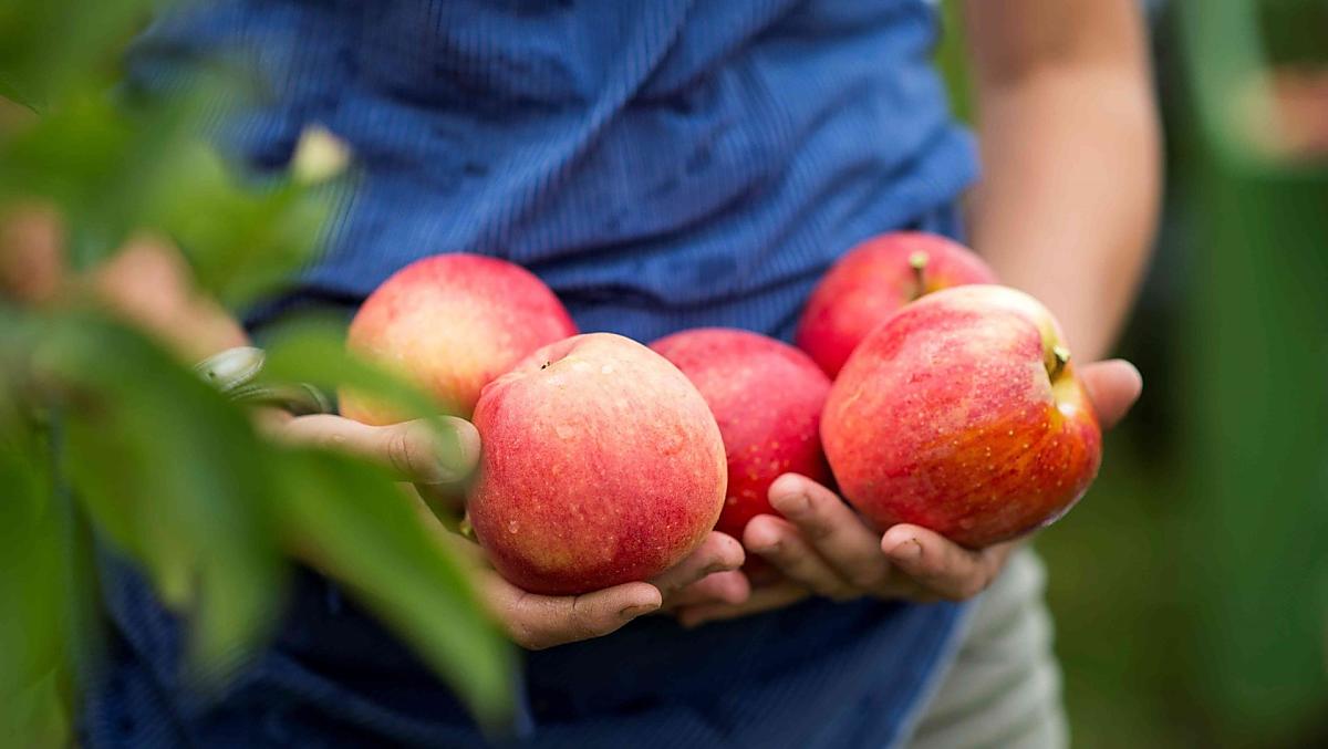 Fresh apples