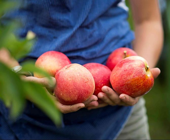 Fresh apples