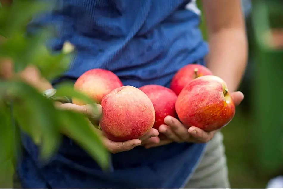 Fresh apples