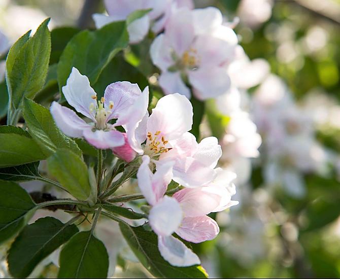 Apple blossoms in spring