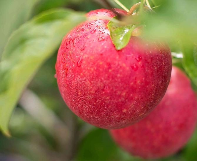 Apple dream in autumn