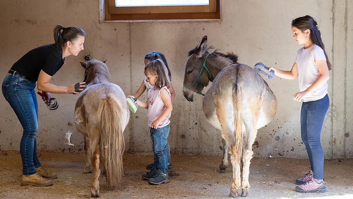 Schnupperstunde mit Esel und Pony