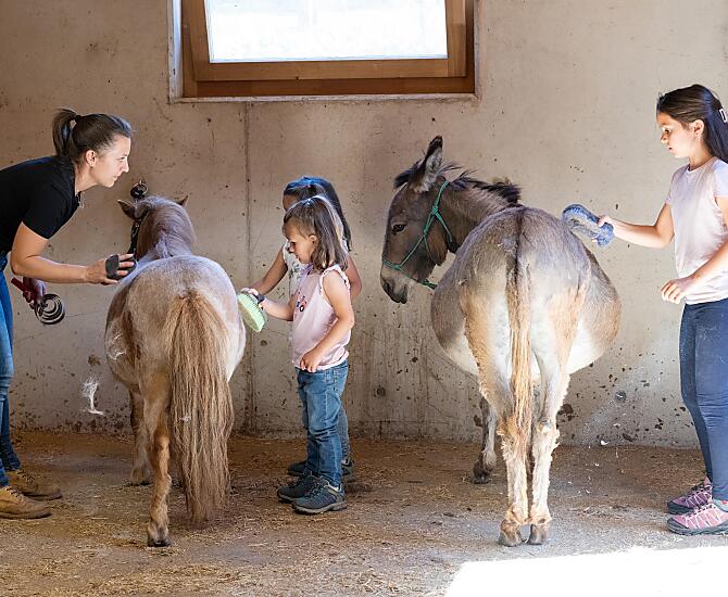 Schnupperstunde mit Esel und Pony