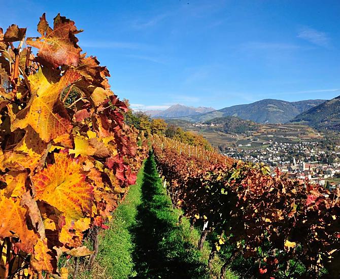 Der Herbst spiegelt sich besonders in den Weinreben wieder.