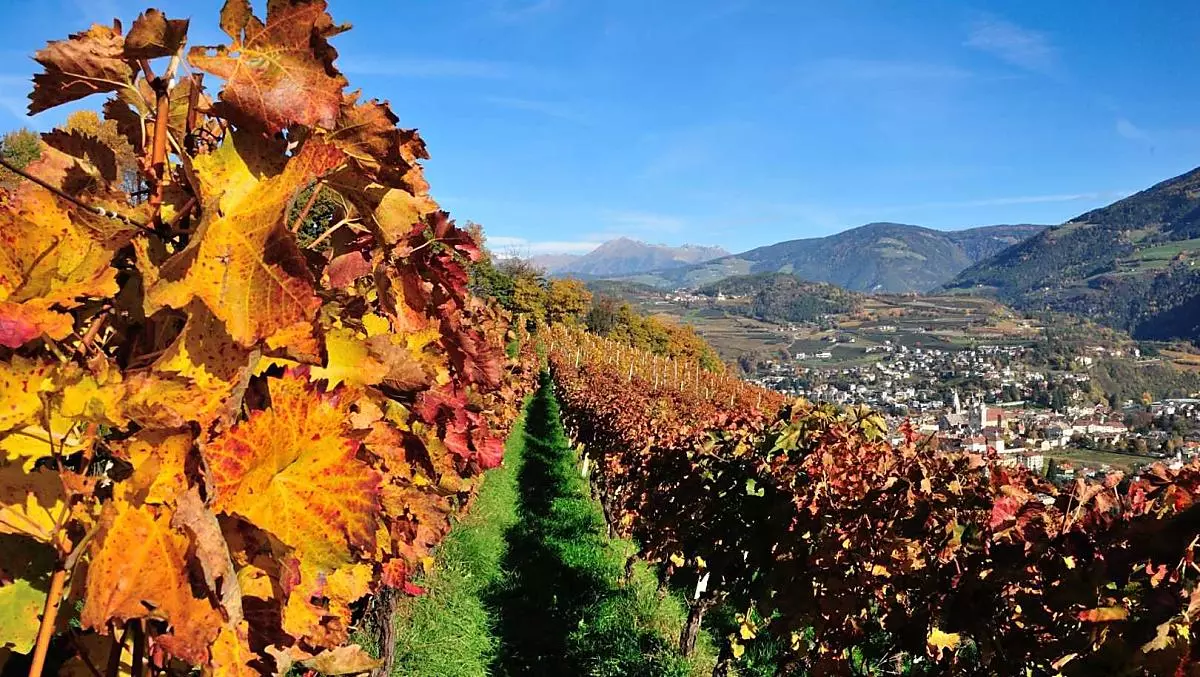 Autumn is reflected in the vines.
