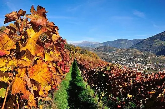 Autumn is reflected in the vines.