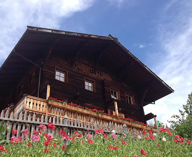 Mohnblüte im Juli
