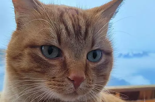 Our housecat Findus