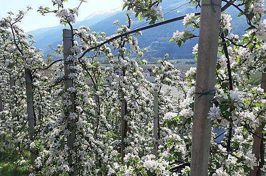 Die Apfelblüte im Vinschgau