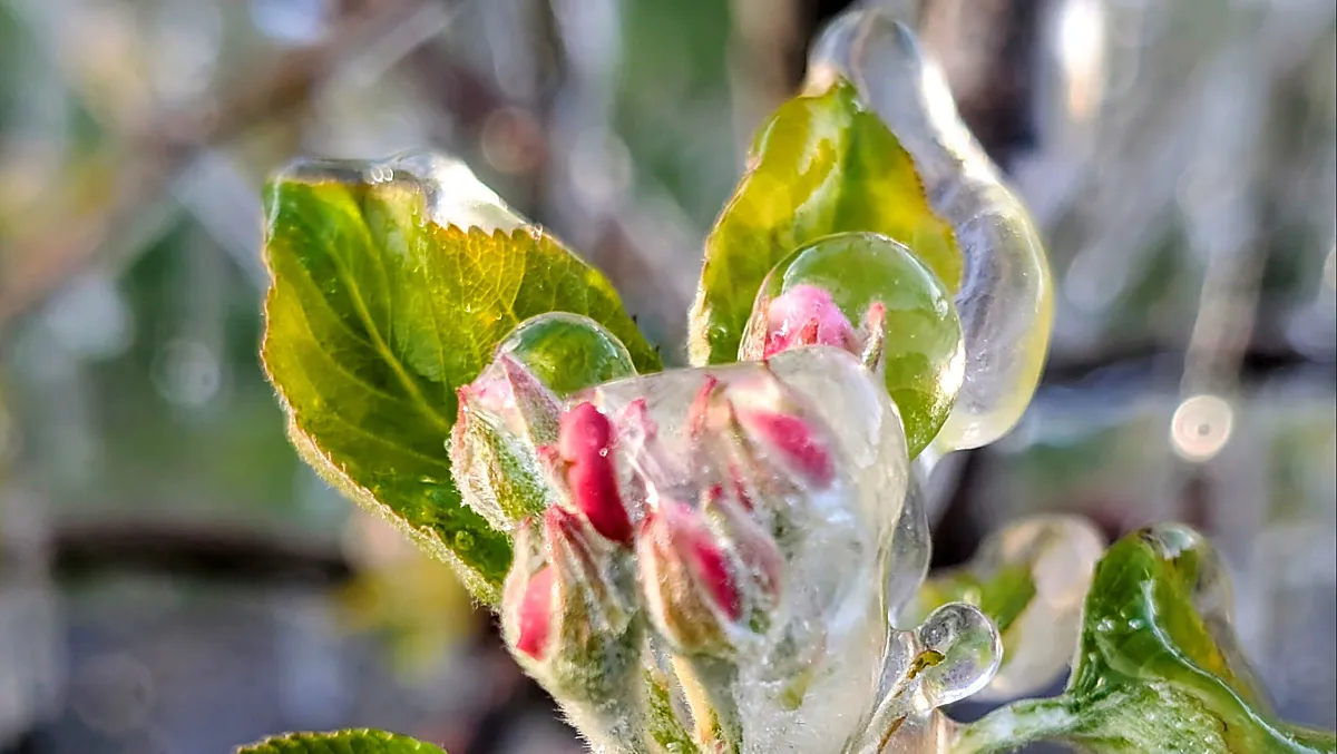 Wenn Frostnächte sind, wird beregnet, damit die Blüten geschützt werden, wo im Sommer die Äpfel heranreifen.