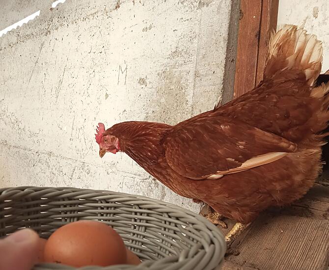 Frische Eier
